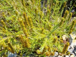 Elytropappus glandulosus
