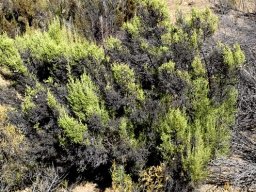 Elytropappus rhinocerotis dry leaves may last