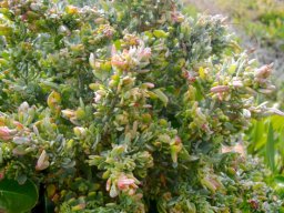 Exomis microphylla var. microphylla