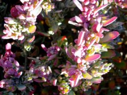Exomis microphylla var. microphylla leaves