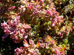 Exomis microphylla var. microphylla turned red