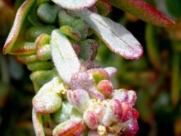 Exomis microphylla var. microphylla tiny flowers