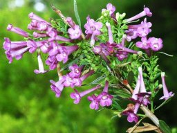 Freylinia visseri