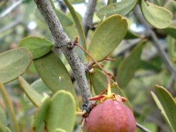 Gloveria integrifolia early fruit