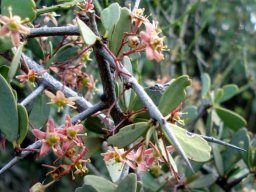 Gloveria integrifolia