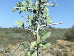 Gloveria integrifolia ambitious branch
