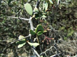 Gloveria integrifolia buds