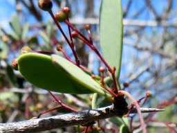 Gloveria integrifolia armed stem-tip
