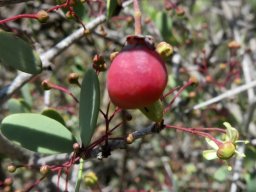 Gloveria integrifolia skew fruit