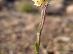 Glumicalyx montanus