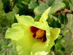 Gossypium herbaceum subsp. africanum flower