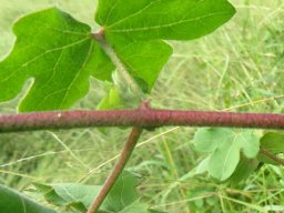 Gossypium herbaceum subsp. africanum leaf from below