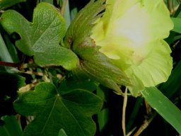 Gossypium herbaceum subsp. africanum epicalyx