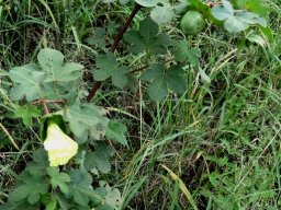 Gossypium herbaceum subsp. africanum