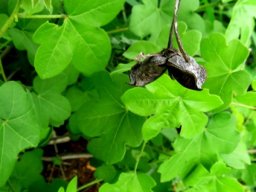 Gossypium herbaceum subsp. africanum capsule husk
