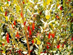 Halleria elliptica leaves