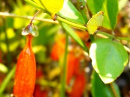 Halleria elliptica flower
