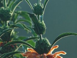 Leonotis leonurus inflorescence and long bracts