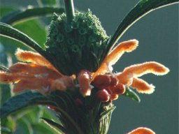 Leonotis leonurus flower clusters