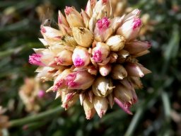 Hermbstaedtia glauca flowerhead