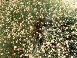 Hermbstaedtia glauca