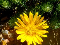 Heterolepis aliena flowerhead