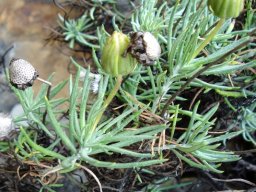Heterolepis aliena before and after flowering