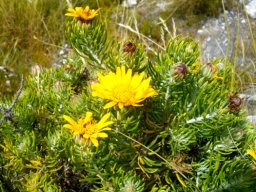Heterolepis aliena in Fernkloof