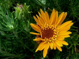 Heterolepis aliena opening of the florets