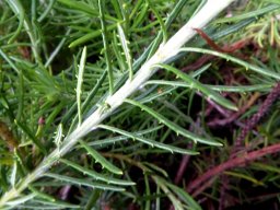 Heterolepis aliena leaves