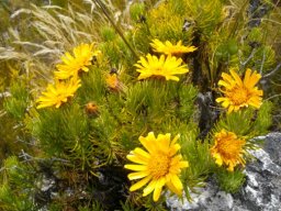 Heterolepis aliena flowerheads
