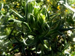 Heterorhachis aculeata leaf lobe twisting