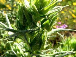 Heterorhachis aculeata raceme of buds