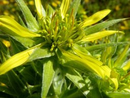 Heterorhachis aculeata disc floret anthers