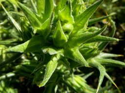 Heterorhachis aculeata bracts covering the flowerhead