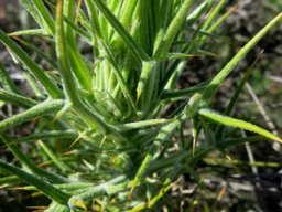 Heterorhachis aculeata stem-tip
