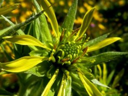 Heterorhachis aculeata open flowerhead