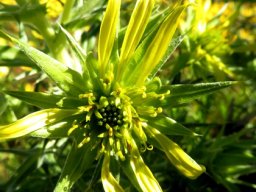 Heterorhachis aculeata recurving stigma branches