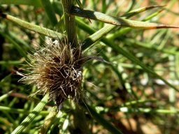 Hoplophyllum spinosum fruit