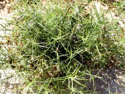 Hoplophyllum spinosum