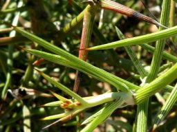 Hoplophyllum spinosum leaves