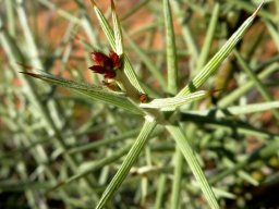 Hoplophyllum spinosum red buds