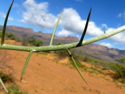 Hoplophyllum spinosum stem