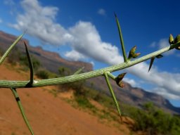Hoplophyllum spinosum stem-tip