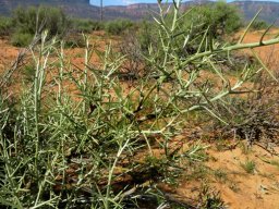 Hoplophyllum spinosum new erect stems after rain
