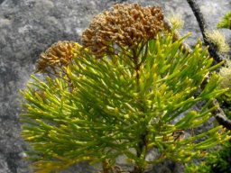 Hymenolepis crithmifolia browned in seed setting