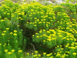 Hymenolepis crithmifolia