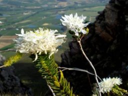 Lachnaea filamentosa