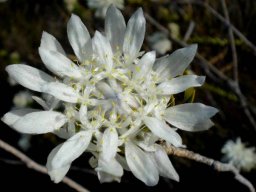 Lachnaea filamentosa flower