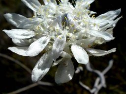 Lachnaea filamentosa flower